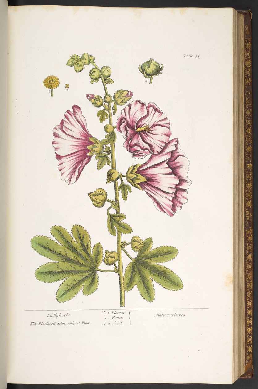 اللوحة 54 ، Hollyhocks ، من "A Curious Herbal" بواسطة إليزابيث بلاكويل