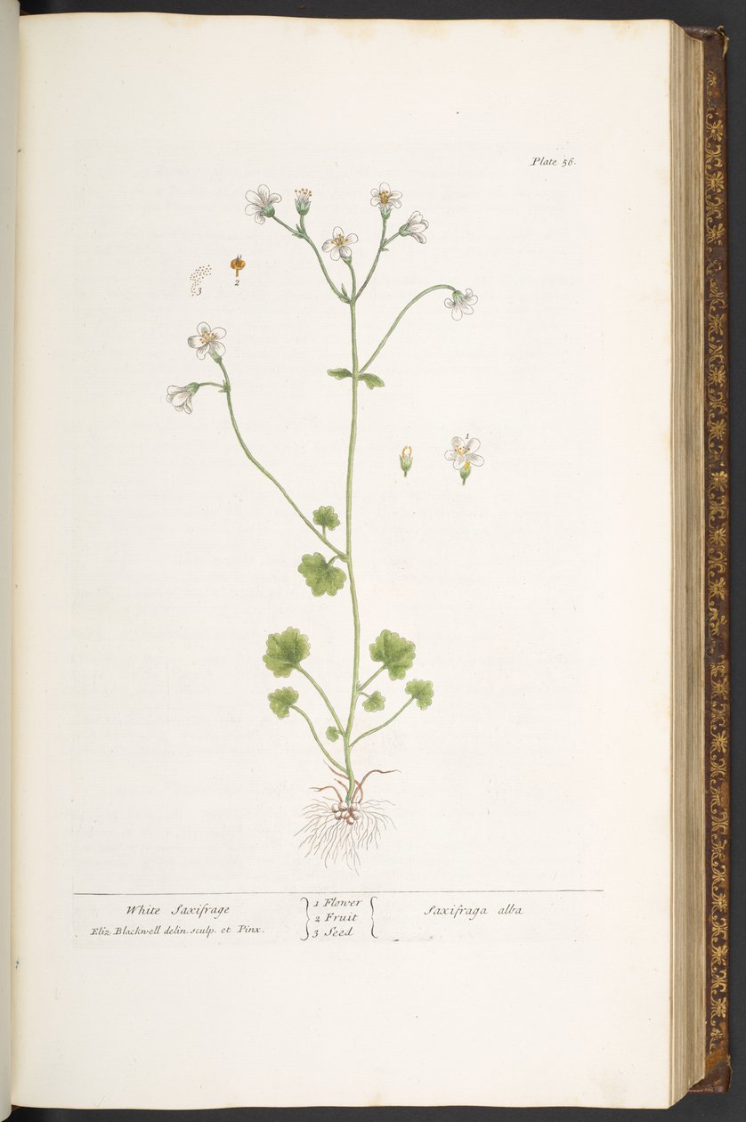 اللوحة 56 ، السكسفراج الأبيض ، من "A Curious Herbal" بواسطة إليزابيث بلاكويل