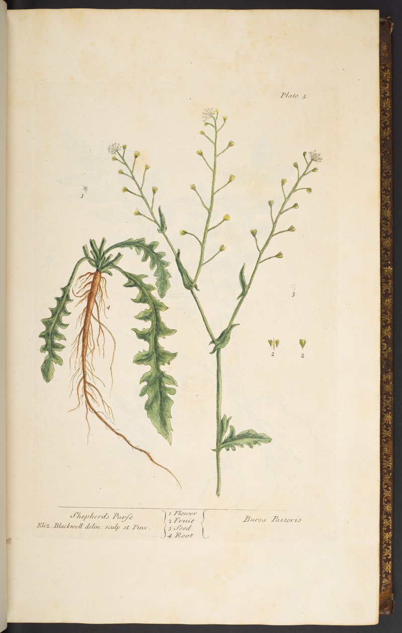اللوحة 5 ، محفظة الراعي ، من "A Curious Herbal" بواسطة إليزابيث بلاكويل