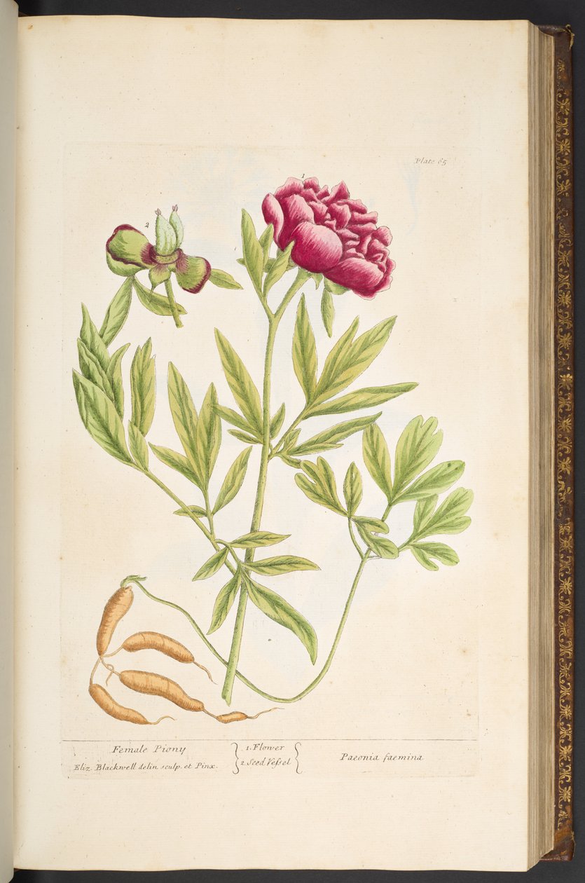 اللوحة 65 من A Curious Herbal بواسطة إليزابيث بلاكويل