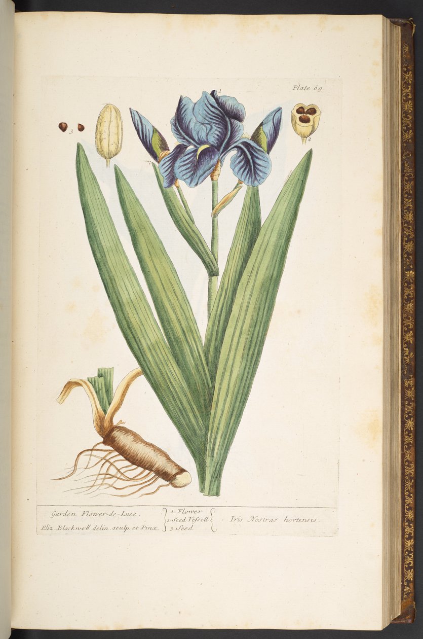 اللوحة 69 ، Garden Flower-de-Luce ، من "A Curious Herbal" بواسطة إليزابيث بلاكويل