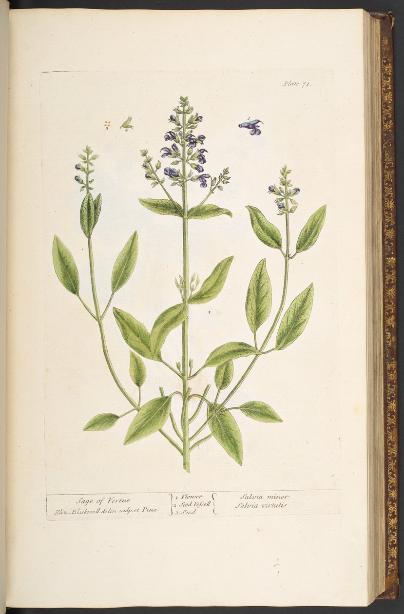 اللوحة 71 من A Curious Herbal بواسطة إليزابيث بلاكويل