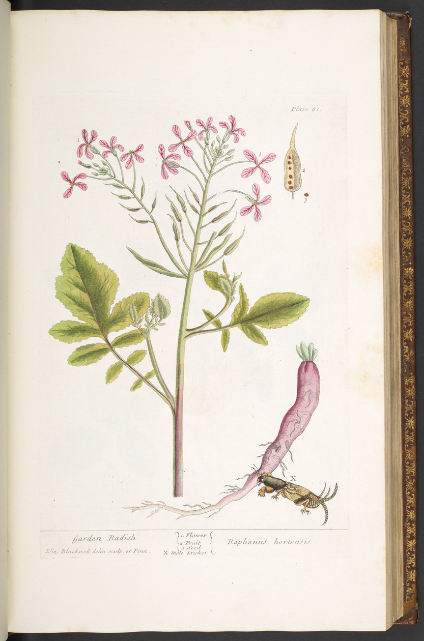 اللوحة 81 من A Curious Herbal بواسطة إليزابيث بلاكويل