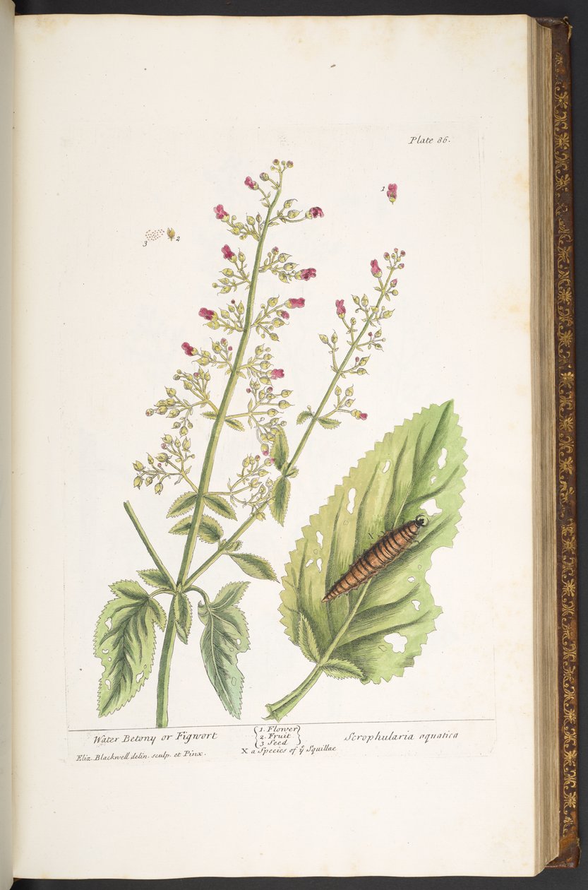اللوحة 86 من A Curious Herbal بواسطة إليزابيث بلاكويل