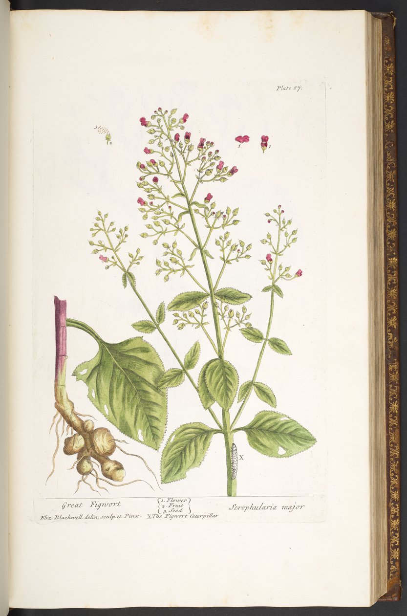اللوحة 87 من A Curious Herbal بواسطة إليزابيث بلاكويل