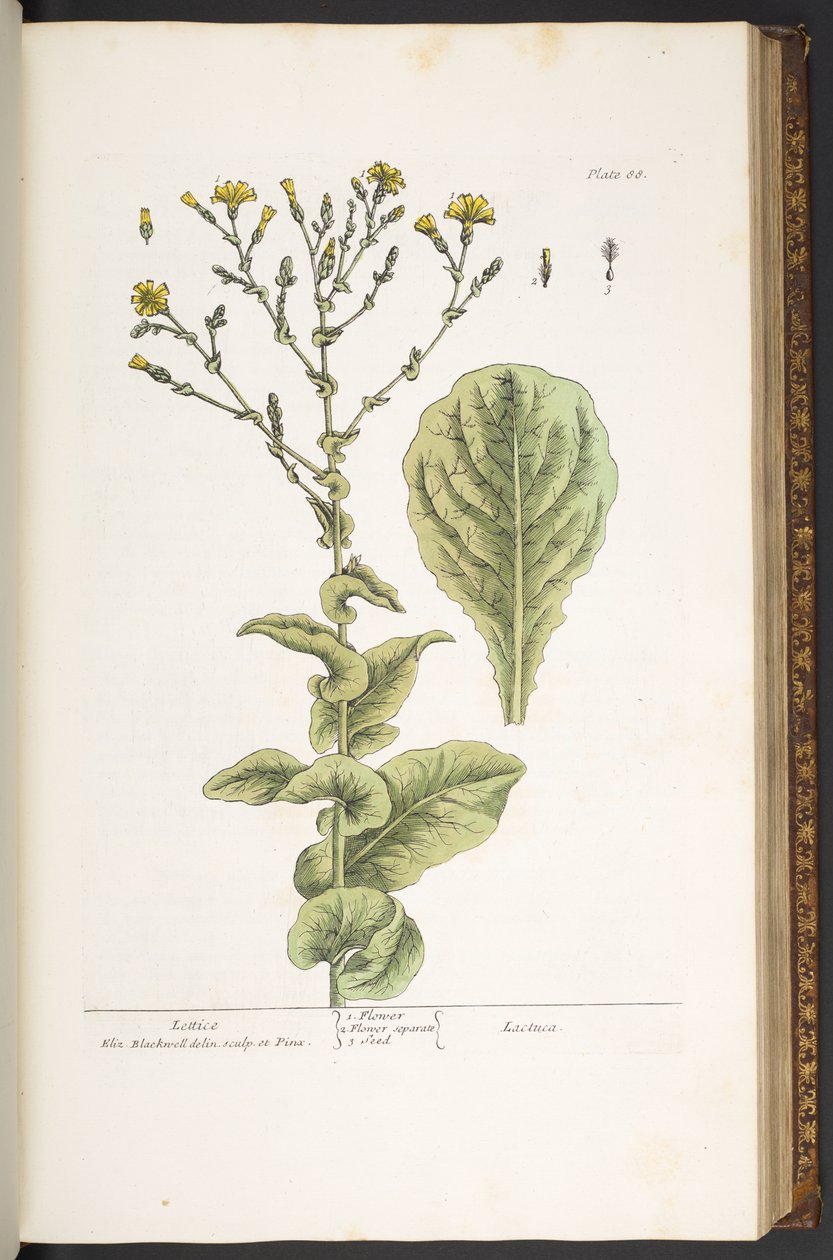 اللوحة 88 من A Curious Herbal بواسطة إليزابيث بلاكويل