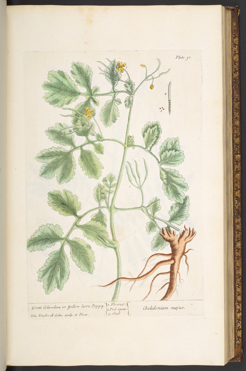 اللوحة 91 ، بقلة الخطاطيف العظيمة ، أو الخشخاش الأصفر القرن ، من "A Curious Herbal" بواسطة إليزابيث بلاكويل
