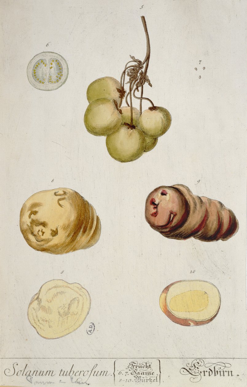 درنات البطاطا ، صفيحة من "Herbarium Blackwellianum" نشرت في نورمبرغ 1757 (نقش ملون) بواسطة إليزابيث بلاكويل