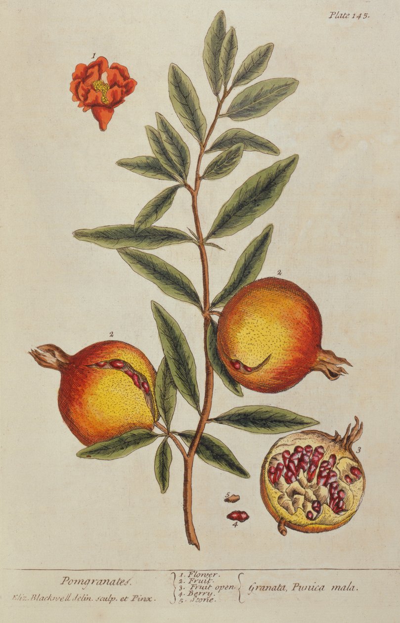Punica granatum ، من A Curious Herbal ، 1782 بواسطة إليزابيث بلاكويل