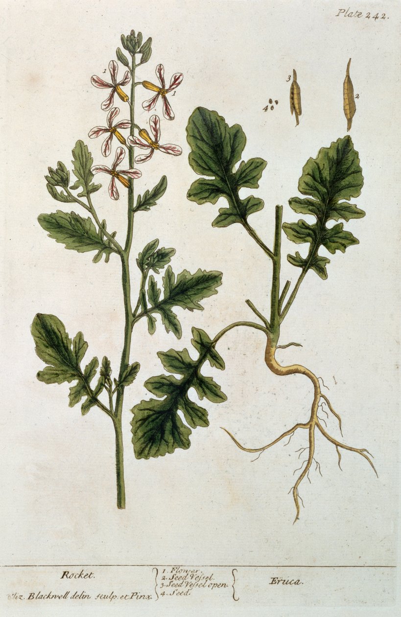 صواريخ ، لوحة 242 من "A Curious Herbal" ، نشرت 1782 (نقش الألوان) بواسطة إليزابيث بلاكويل