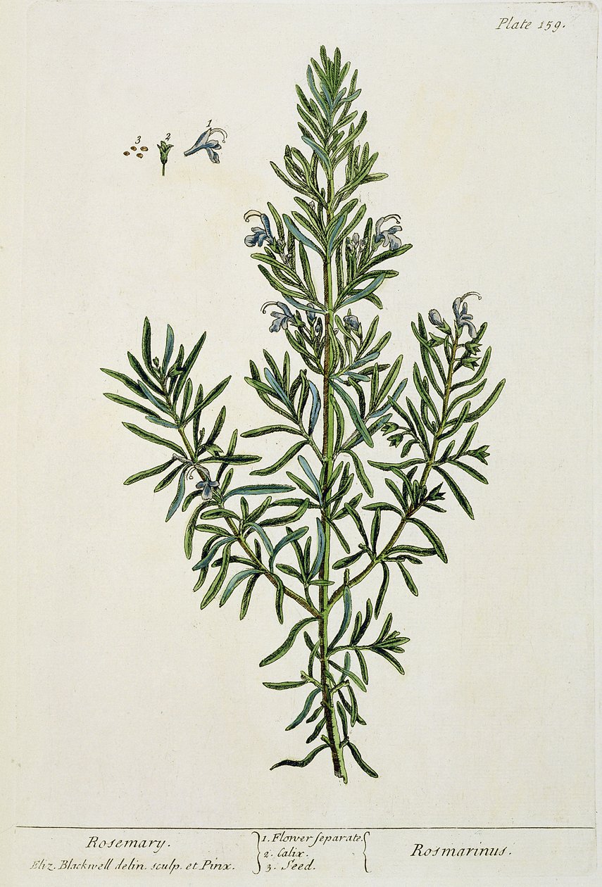Rosmarinus Officinalis ، من "A Curious Herbal" ، 1782 (نقش الألوان) بواسطة إليزابيث بلاكويل