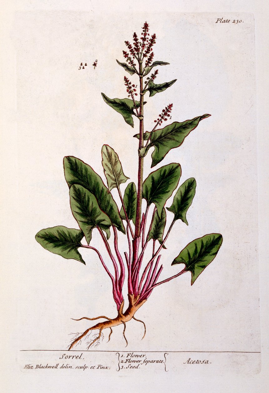 سوريل ، لوحة 230 من "A Curious Herbal" ، تم نشره عام 1782 (نقش الألوان) بواسطة إليزابيث بلاكويل