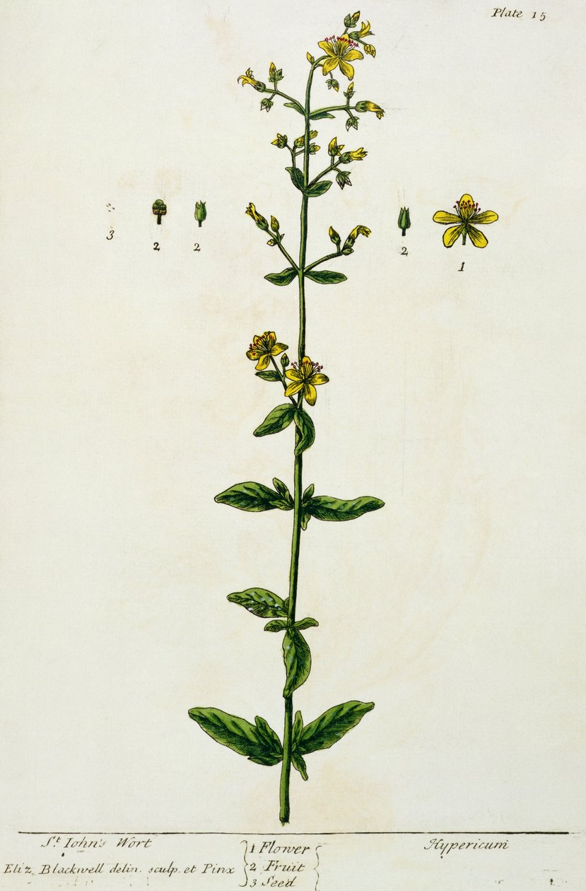 نبتة سانت جون ، اللوحة 15 من "A Curious Herbal" ، نشرت عام 1782 (نقش الألوان) بواسطة إليزابيث بلاكويل