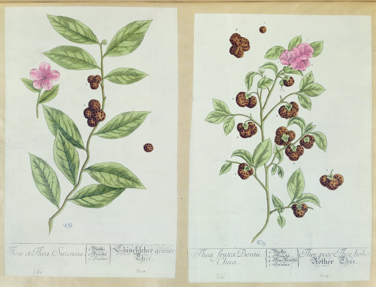 الشاي والشاي الصيني ، لوحة من "Herbarium Blackwellianum" نشرت 1757 في نورمبرغ ، ألمانيا (نقش الألوان) بواسطة إليزابيث بلاكويل