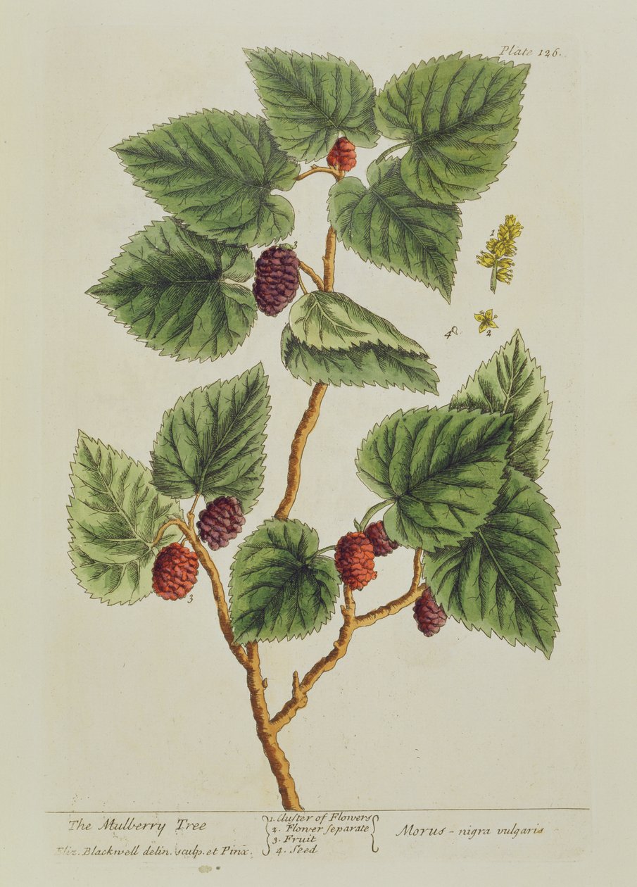 The Mulberry Tree ، اللوحة 126 من "A Curious Herbal" ، تم نشره عام 1782 (نقش الألوان) بواسطة إليزابيث بلاكويل