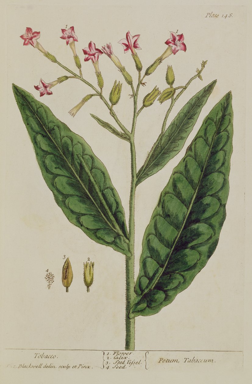 التبغ ، لوحة 146 من "A Curious Herbal" ، تم نشره عام 1782 (نقش الألوان) بواسطة إليزابيث بلاكويل