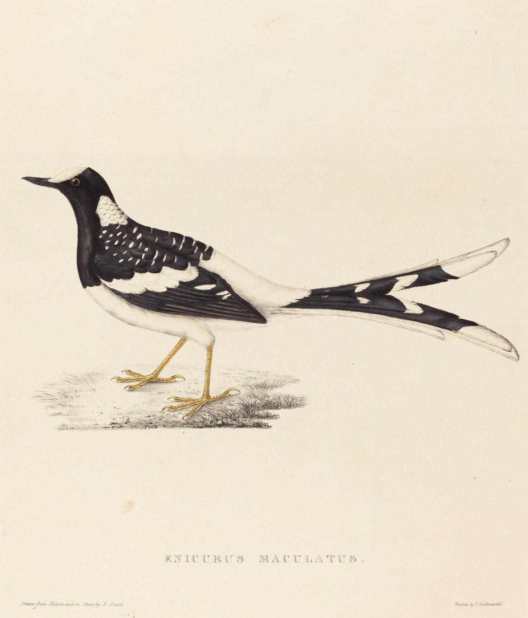 Enicurus Maculatus (ذيل شوكة مرقط) بواسطة إليزابيث جولد