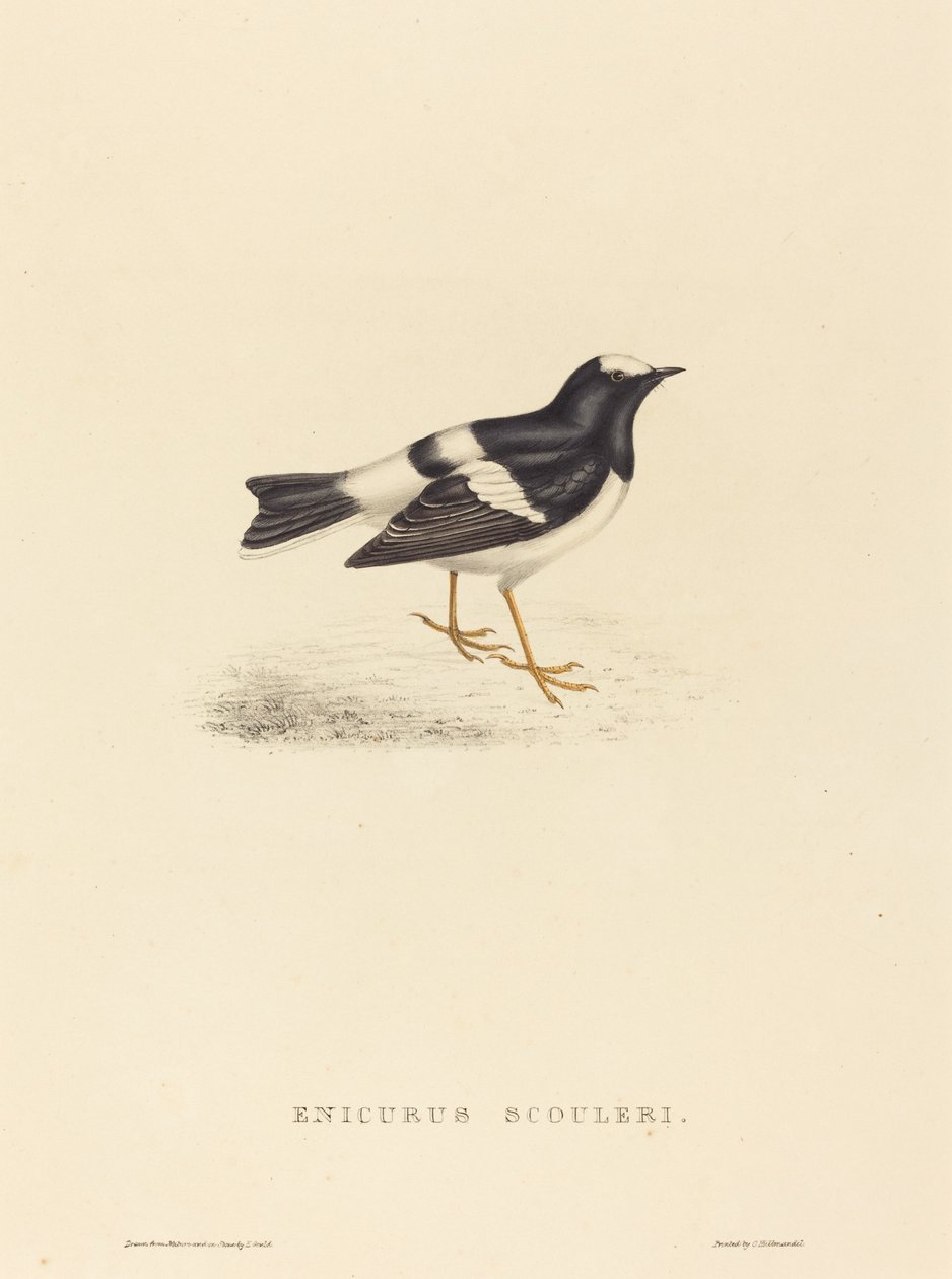 Enicurus Scouleri (Little Forktail) بواسطة إليزابيث جولد