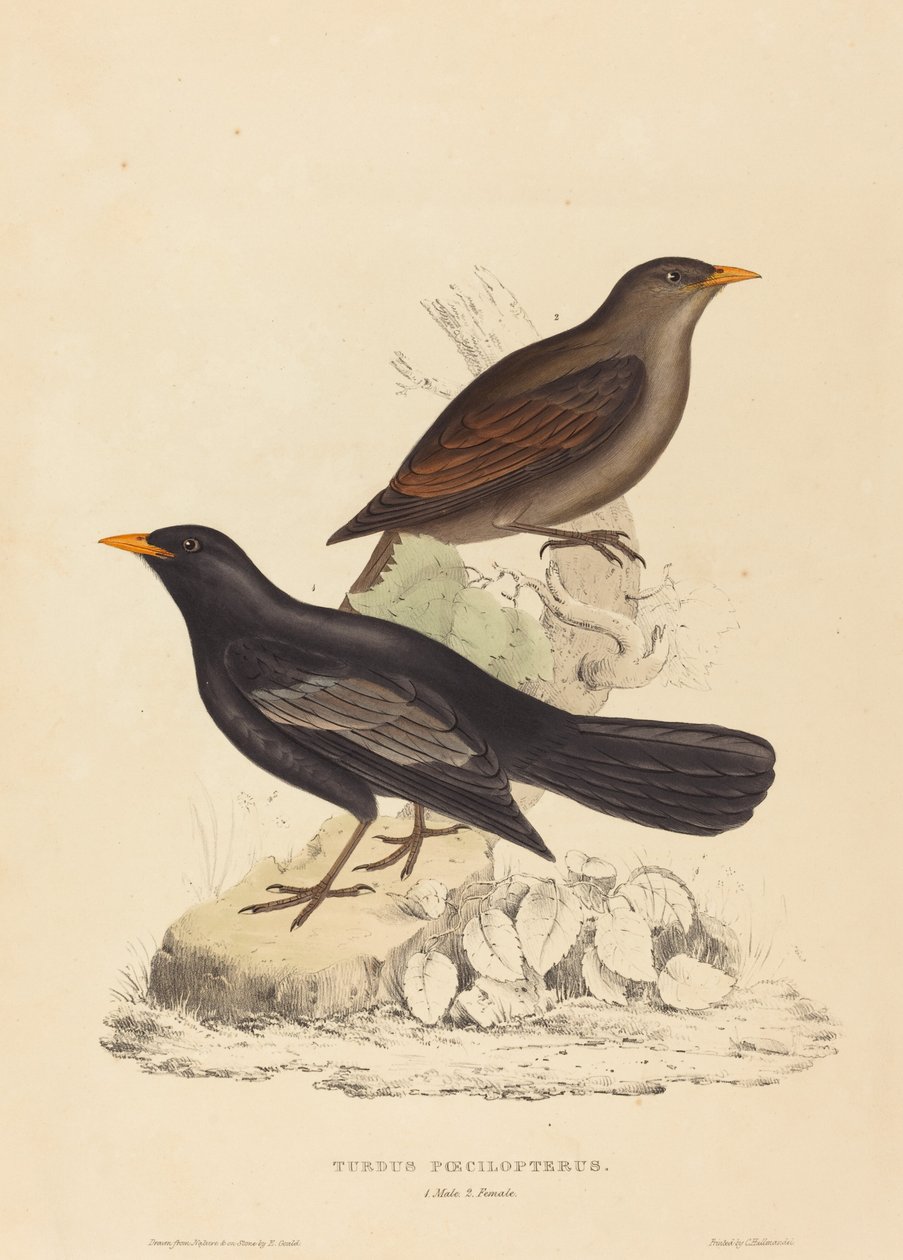 Turdus Poecilopterus (Aztec Thrush) بواسطة إليزابيث جولد