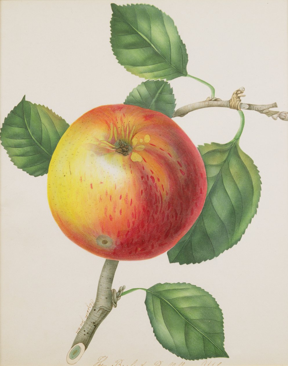 تفاحة ، c.1835 (مرحاض) بواسطة إليزابيث جين هيل