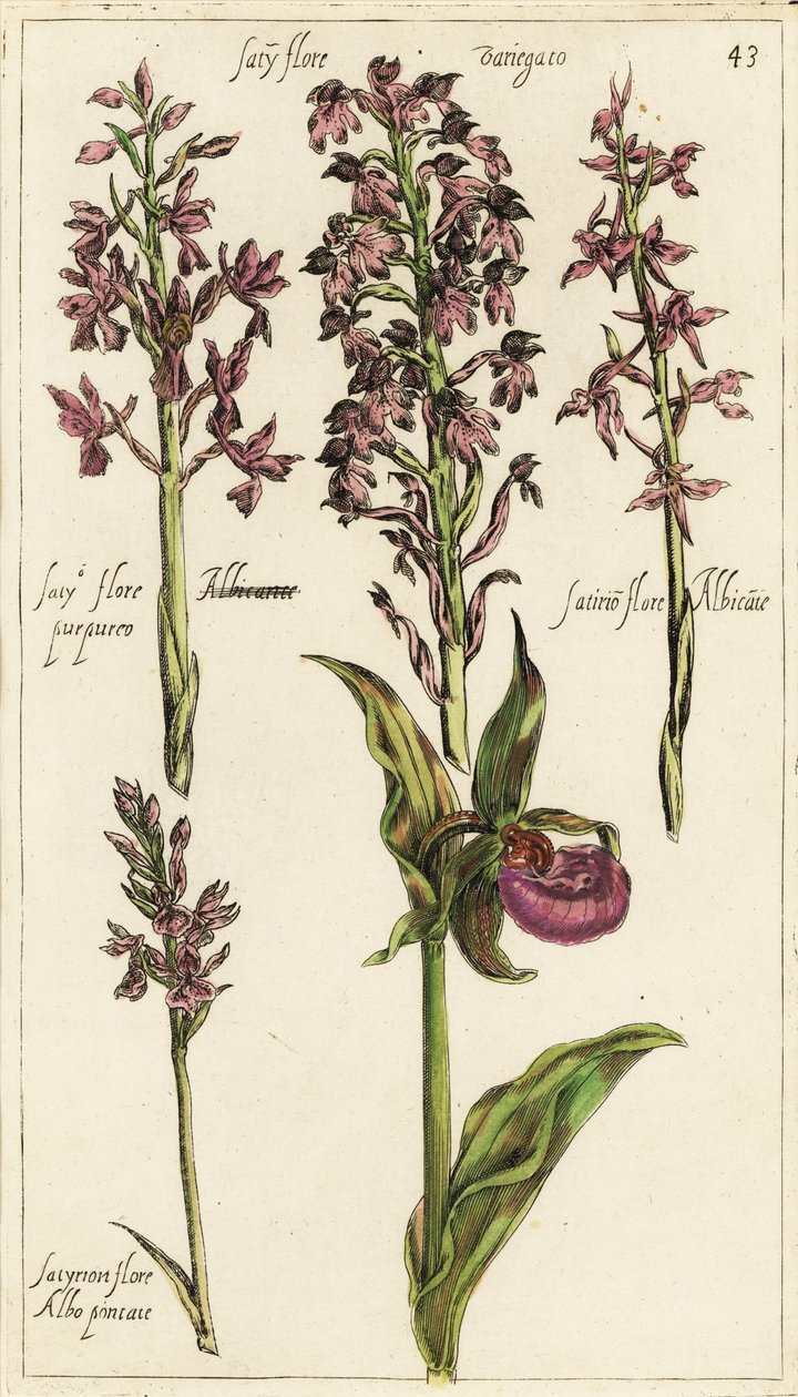 أصناف مختلفة من الأوركيد الأوروبية ، شبشب الأوركيد ، Cypripedium calceolus بواسطة إيمانويل سويرت