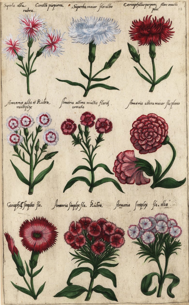 أنواع مختلفة من القرنفل Dianthus caryophyllus بواسطة إيمانويل سويرت