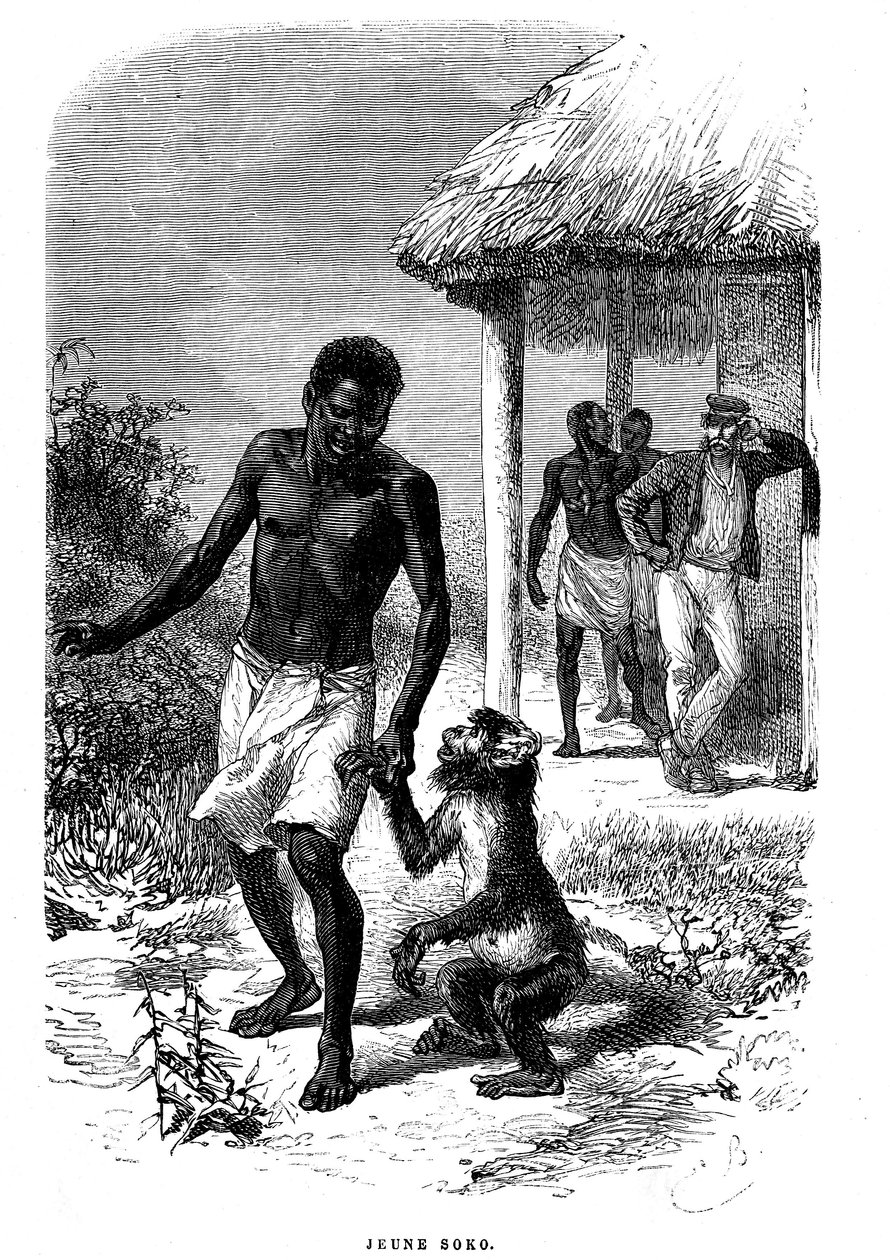 قرد سوكو الصغير في إفريقيا. نقش لإميل بايارد (1837-1891) يوضح آخر قصص المستكشف ديفيد ليفينغستون بواسطة إميل أنطوان بايارد