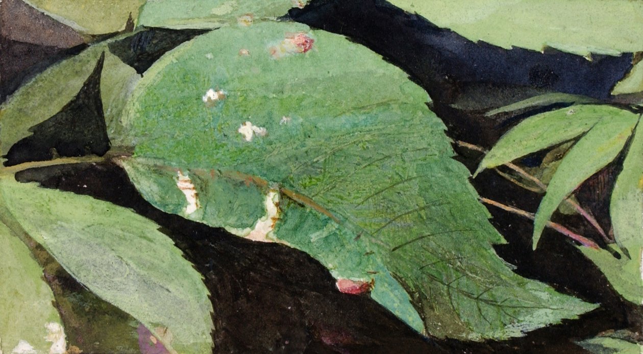 White Birch Leaf Edge Caterpillar ... ، أواخر القرن التاسع عشر وأوائل القرن العشرين. بواسطة إيما بيتش ثاير