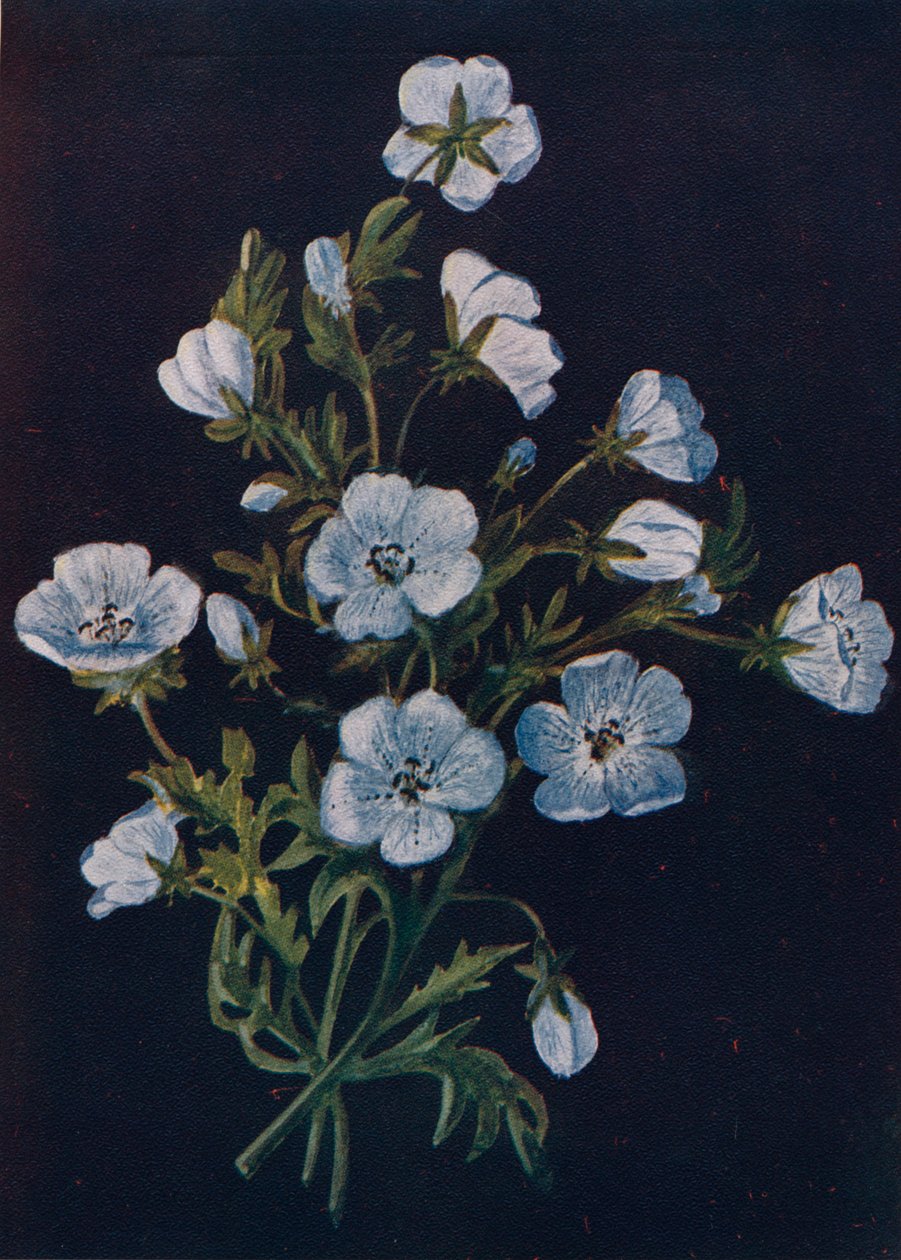 بيبي بلو - آيز ، c1915 ، 1915 بواسطة ساعة إيما جراهام