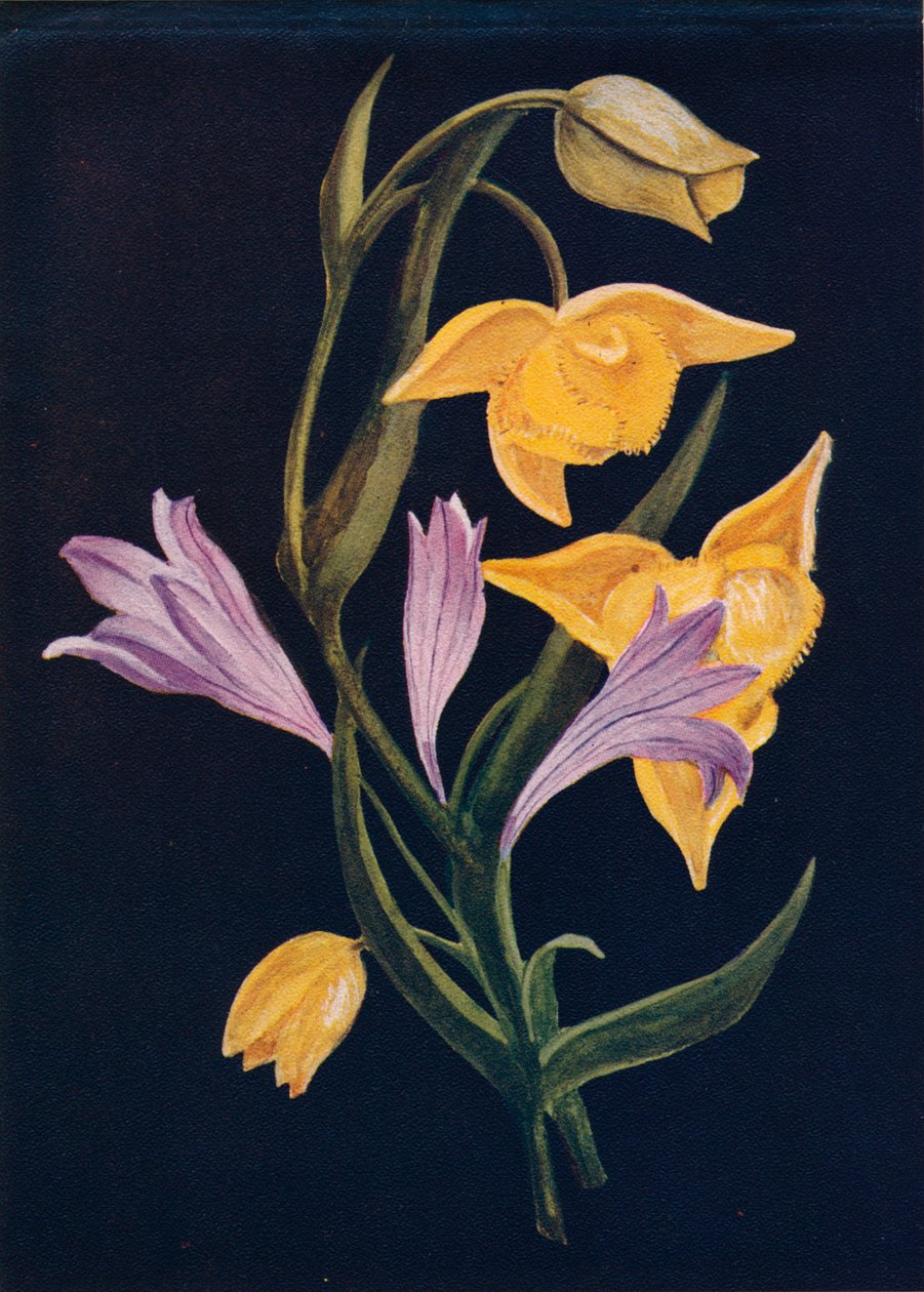 Diogenes Lantern & Harvest Brodiaea ، c1915 ، 1915 بواسطة ساعة إيما جراهام