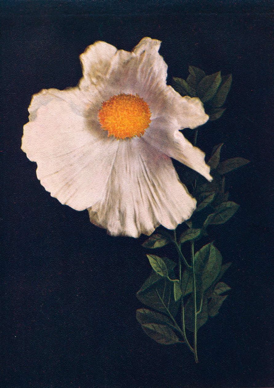 Matilija Poppy ، c1915 ، 1915 بواسطة ساعة إيما جراهام