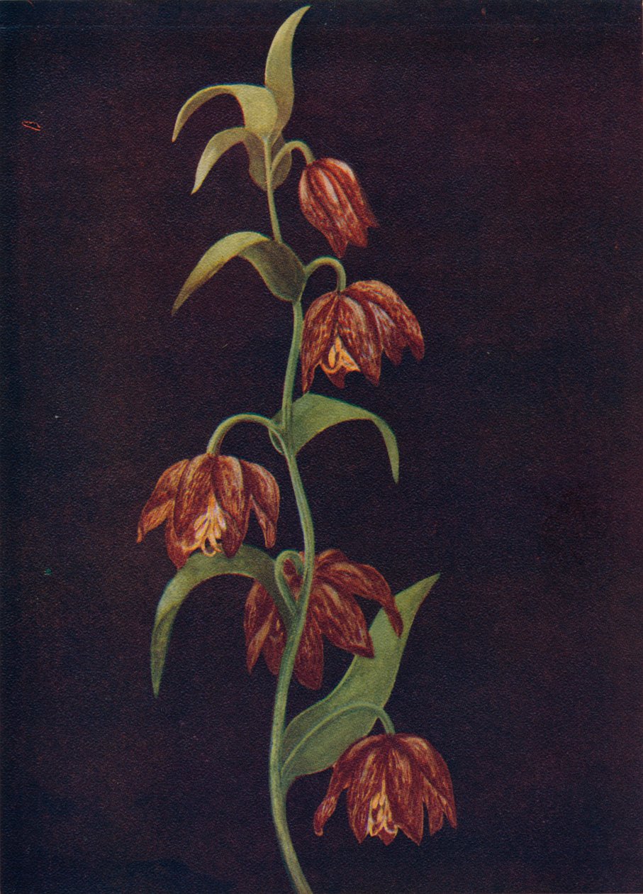 أجراس المهمة ، c1915 ، 1915 بواسطة ساعة إيما جراهام
