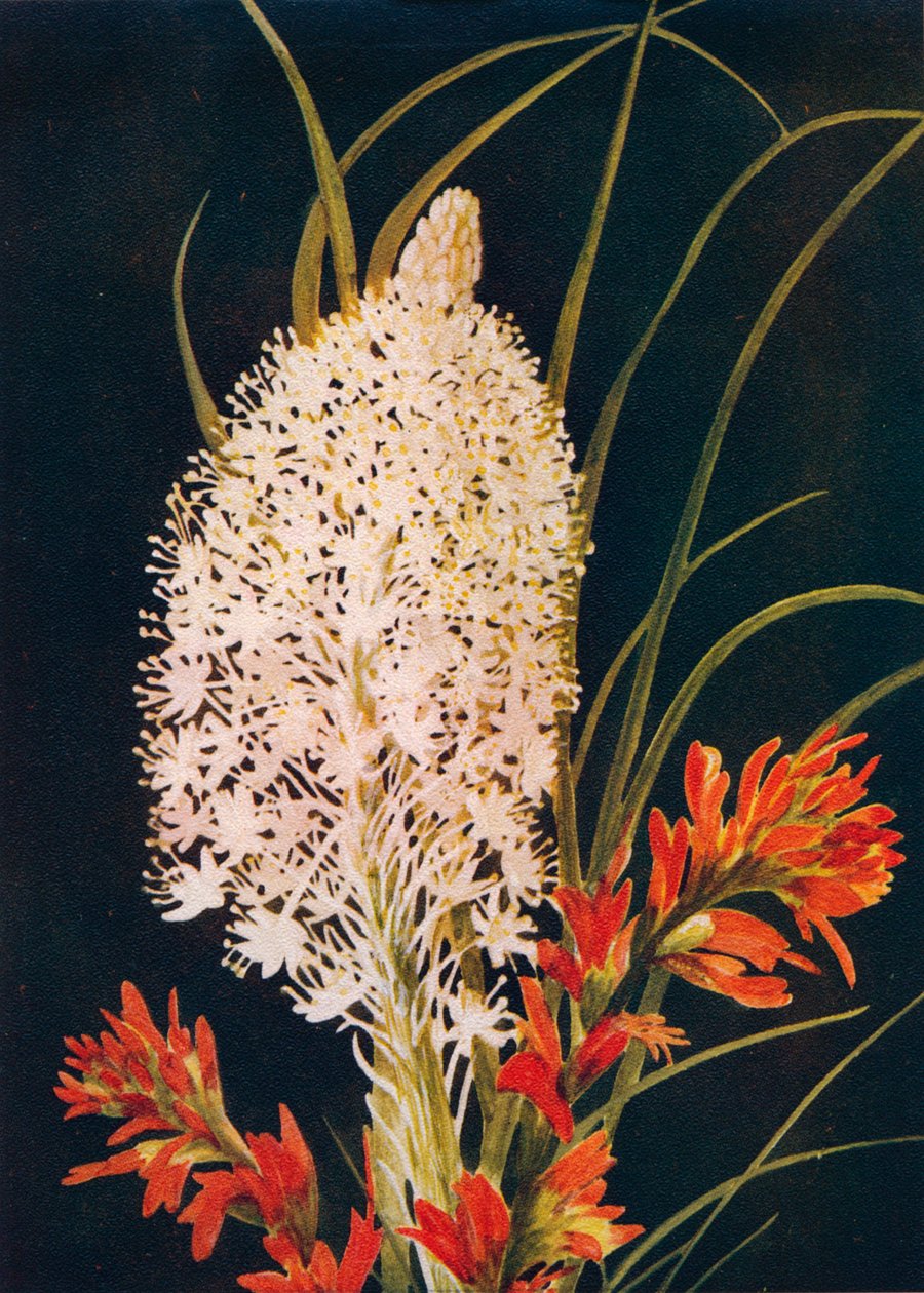فرشاة الدهان العشب العشب والقرمزي ، c1915 ، 1915 بواسطة ساعة إيما جراهام