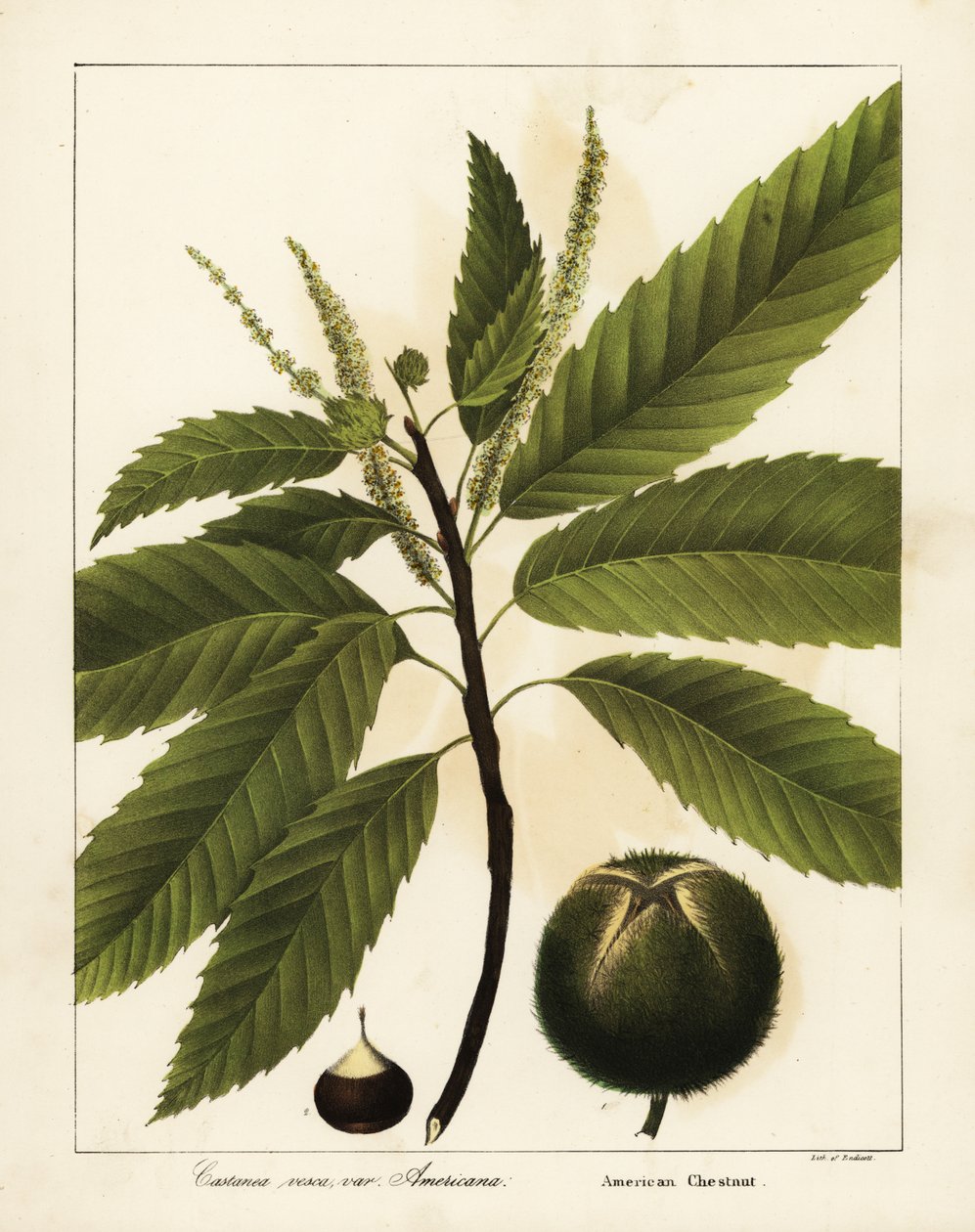 الكستناء الأمريكي ، Castanea dentata Castanea vesca var بواسطة انديكوت انديكوت