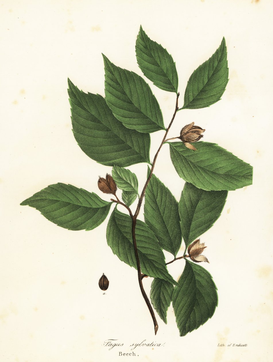 شجرة الزان ، Fagus sylvatica بواسطة انديكوت انديكوت