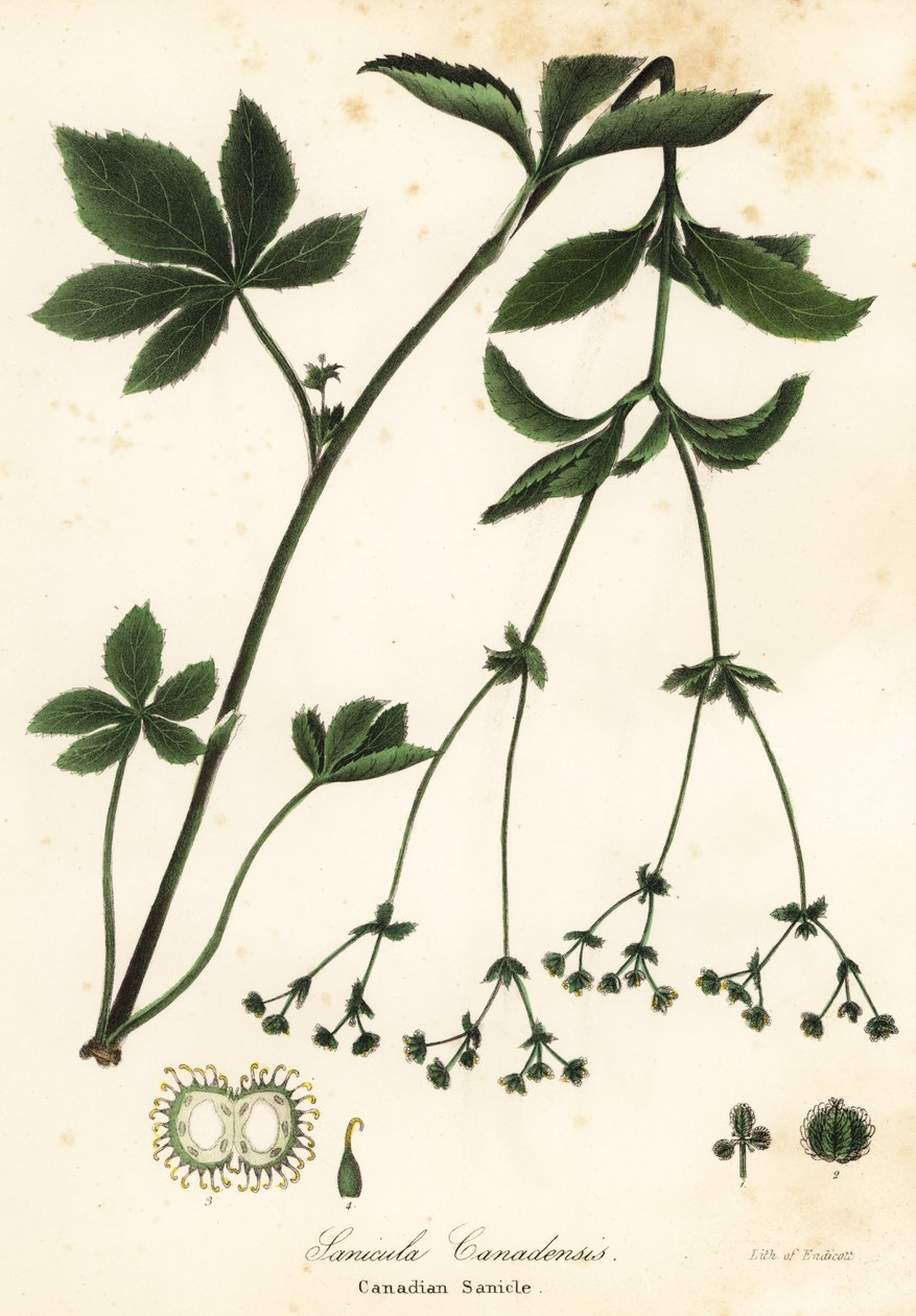 Blacksnakeroot الكندية أو Sanicle الكندية ، Sanicula canadensis بواسطة انديكوت انديكوت
