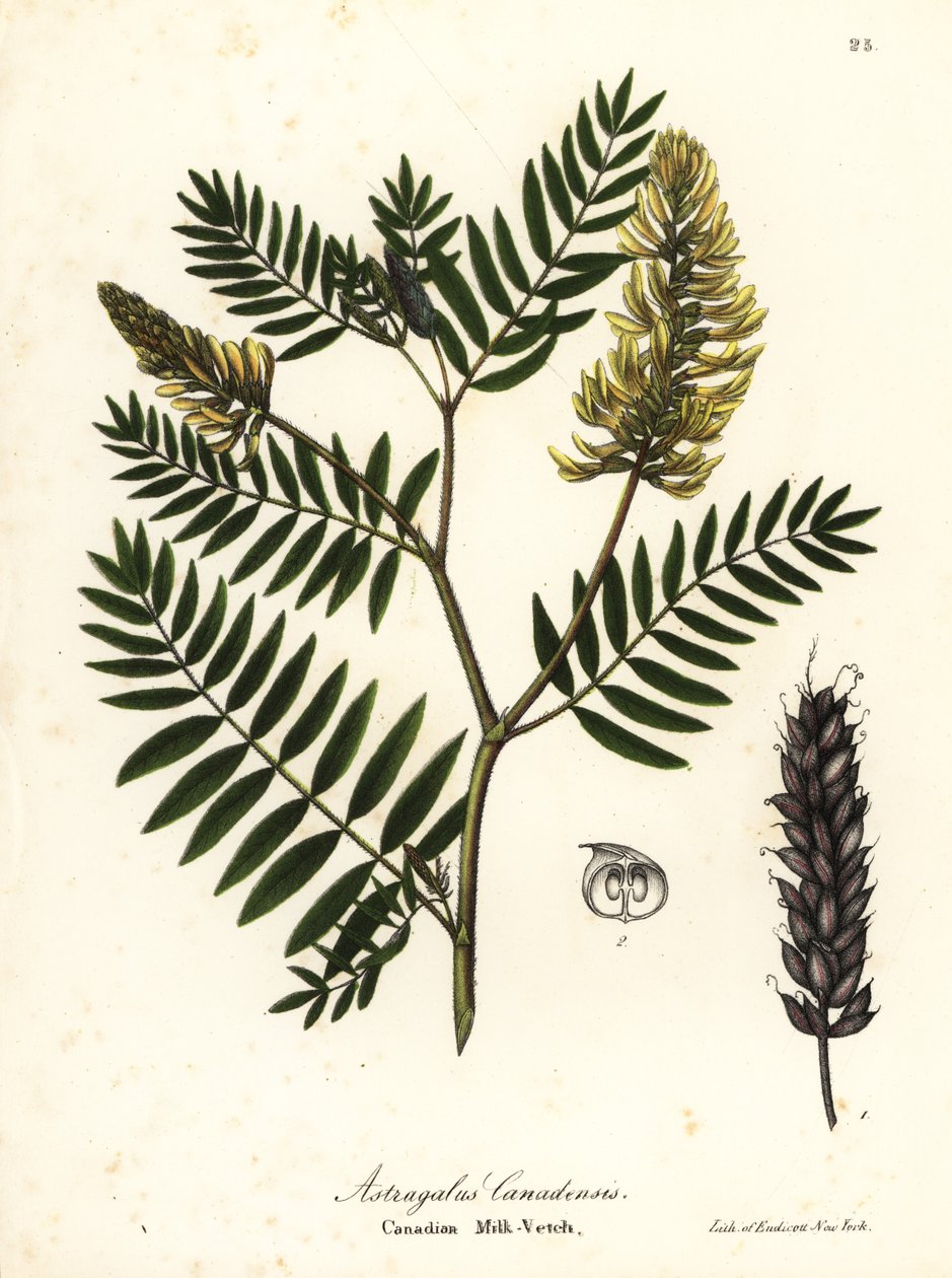 البيقية الكندية بالحليب ، Astragalus canadensis بواسطة انديكوت انديكوت