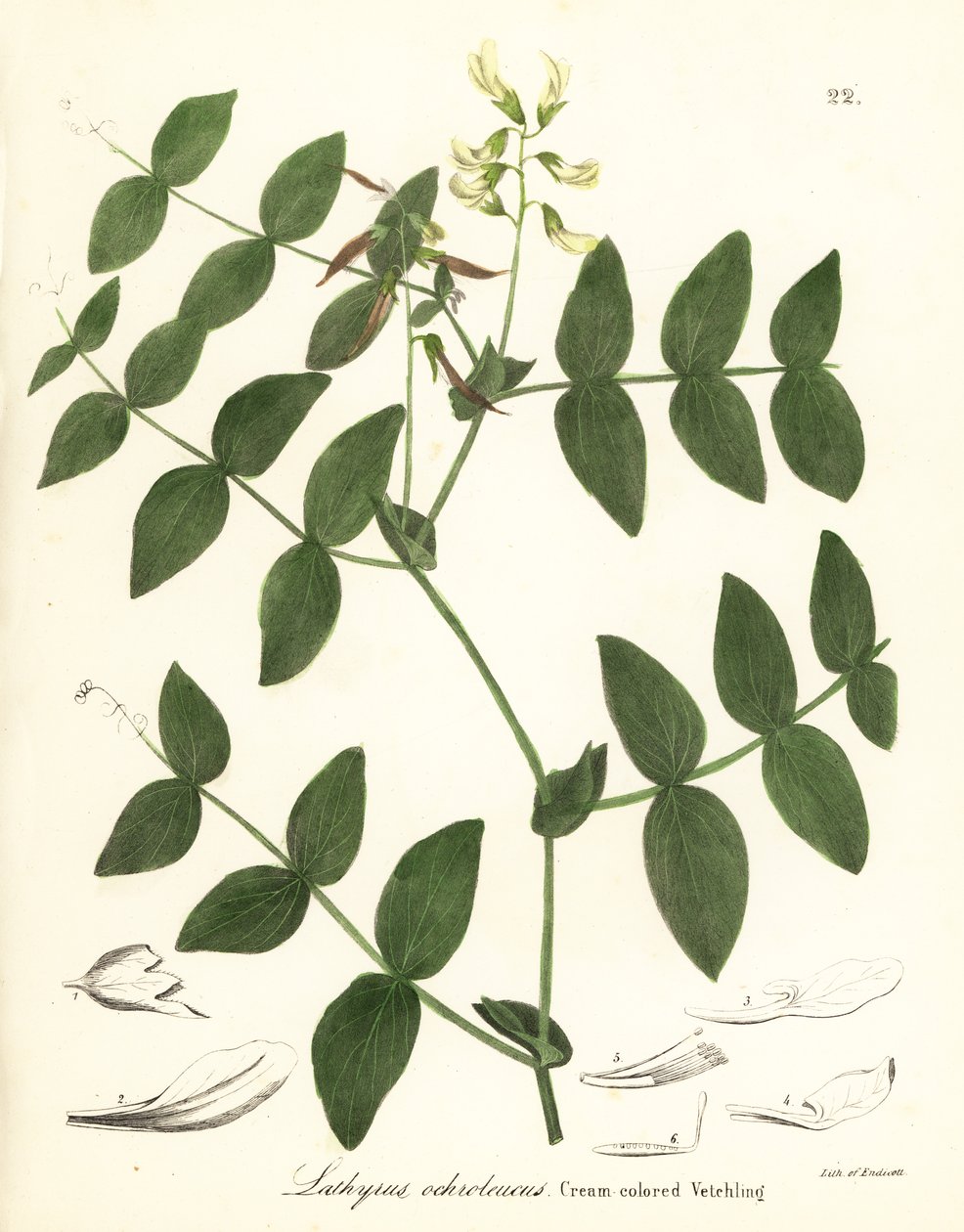 البازلاء الكريمية أو البيقية الكريمية ، Lathyrus ochroleucus بواسطة انديكوت انديكوت