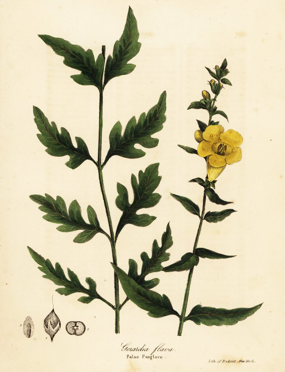 قفاز الثعلب الكاذب ، Aureolaria flava (Gerardia flava) بواسطة انديكوت انديكوت