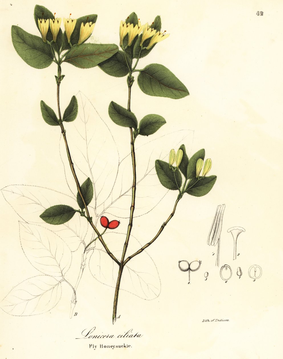ذبابة زهر العسل ، Lonicera ciliata بواسطة انديكوت انديكوت