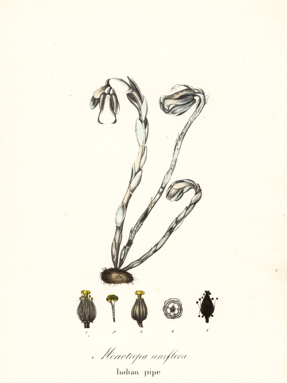 مصنع الأشباح ، أنبوب الأشباح ، الأنبوب الهندي أو مصنع الجثة ، Monotropa uniflora بواسطة انديكوت انديكوت