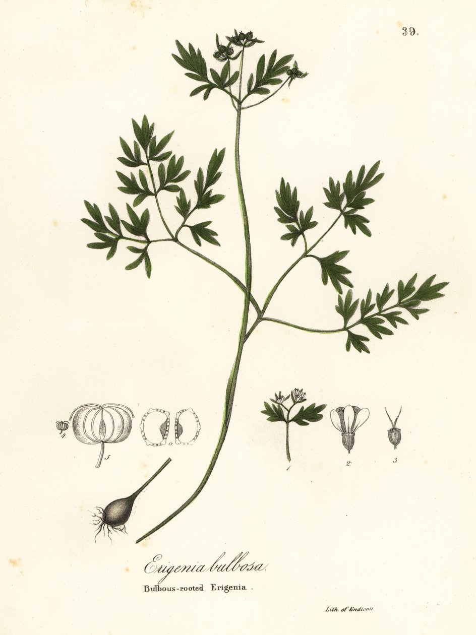 نذير الربيع ، الفلفل والملح أو إريجينيا الجذور ، Erigenia bulbosa بواسطة انديكوت انديكوت