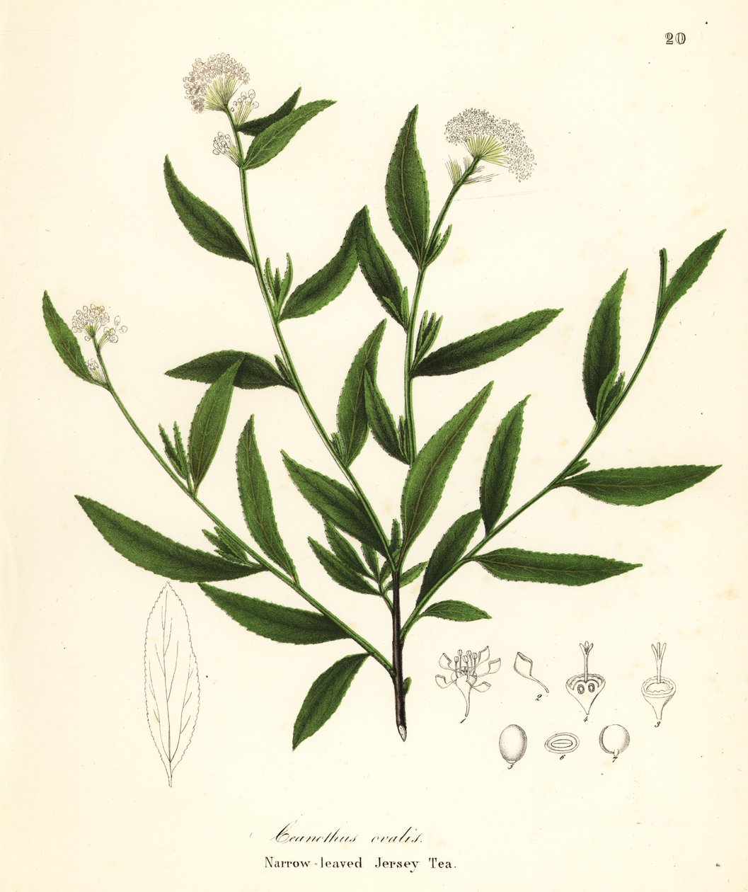 شاي جيرسي ، Ceanothus herbaceus (شاي جيرسي ضيق الأوراق ، Ceanothus ovalis) بواسطة انديكوت انديكوت