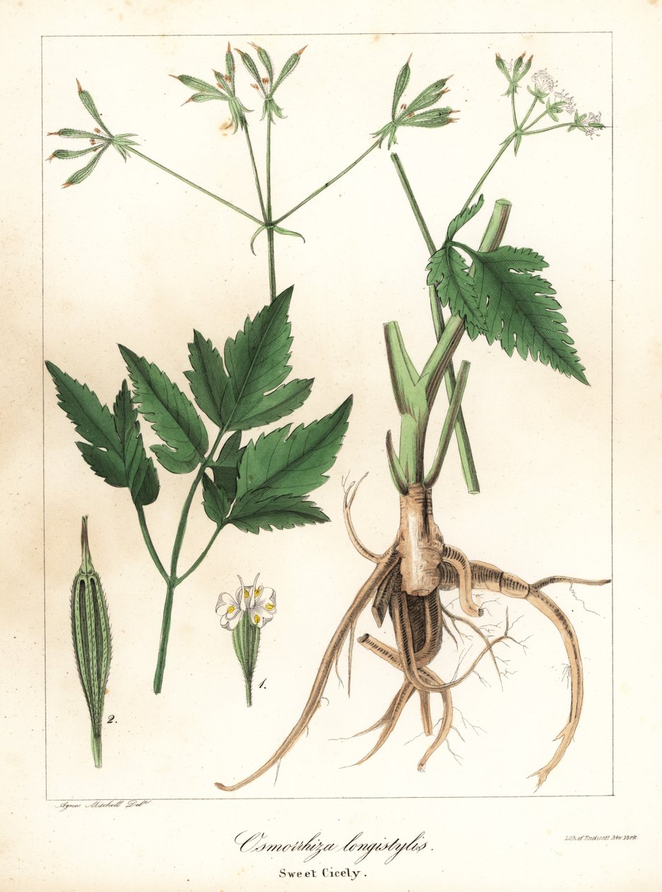 طويل الطراز حلو سيسلي، سويتروت طويل الطراز أو حلو سيسلي، Osmorhiza longistylis بواسطة انديكوت انديكوت