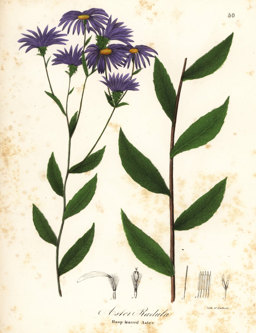 أستر منخفض أو أستر خشب خشن ، Eurybia radula (أستر ذو أوراق Rasp ، Aster Radula) بواسطة انديكوت انديكوت