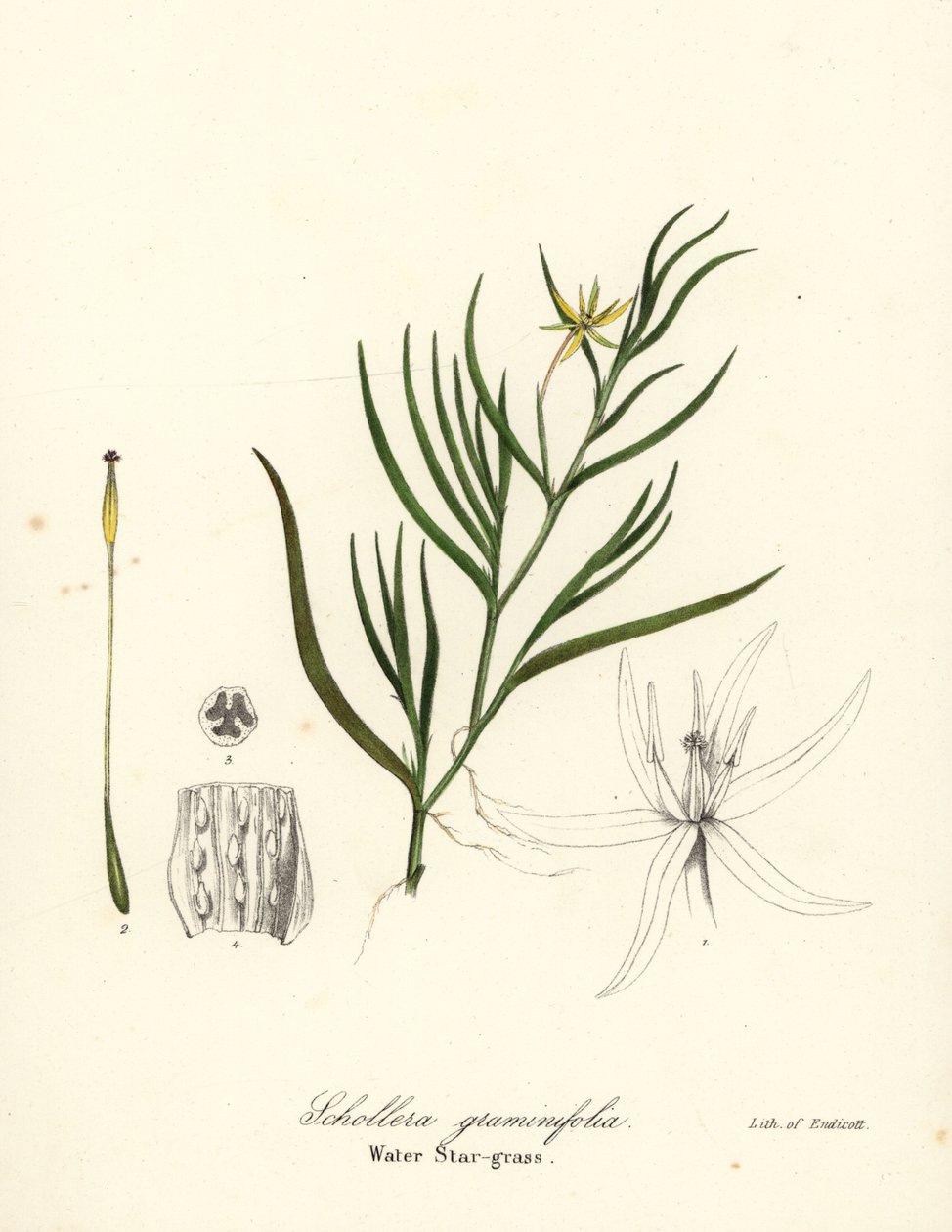 لسان الطين أو صفير الماء ، Heteranthera dubia (عشب نجم الماء ، Schollera graminifolia) بواسطة انديكوت انديكوت