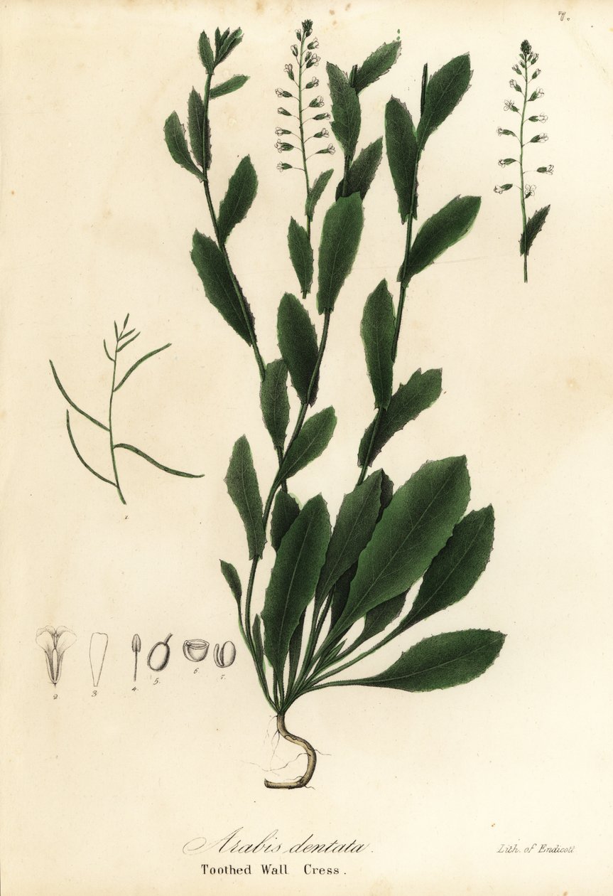 Murbeckiella pinnatifida (رشاد الجدار المسنن ، Arabis dentata) بواسطة انديكوت انديكوت