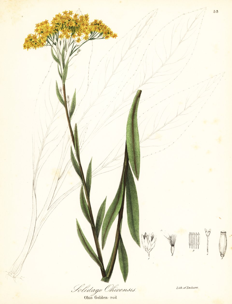 أوهايو غولدنرود ، Solidago ohioensis بواسطة انديكوت انديكوت