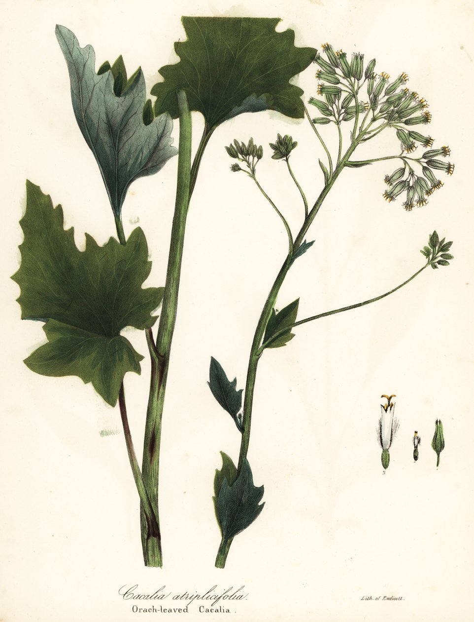 لسان الحمل الهندي الباهت ، Arnoglossum atriplicifolium (cacalia البرتقالي الأوراق ، Cacalia atriplicifolia) بواسطة انديكوت انديكوت