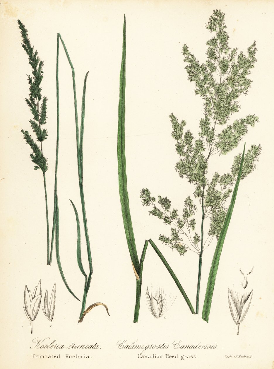 البراري ويدجز ، Sphenopholis Obedusata ، وعشب القصب الكندي ، Calamagrostis canadensis بواسطة انديكوت انديكوت